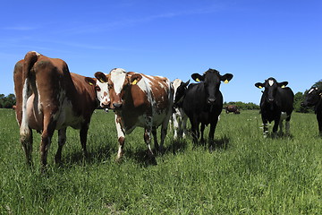 Image showing Cows in field