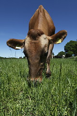 Image showing Cow grazing