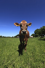 Image showing Cow in field