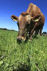 Image showing cow grazing