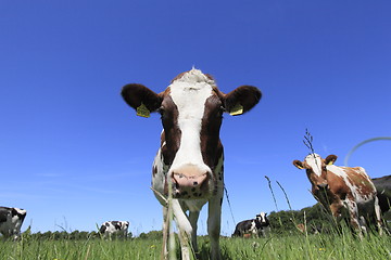 Image showing cow in field