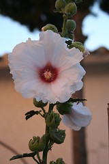 Image showing Beautiful hollyhock