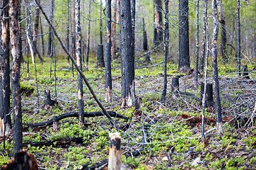 Image showing Effects of forest fires