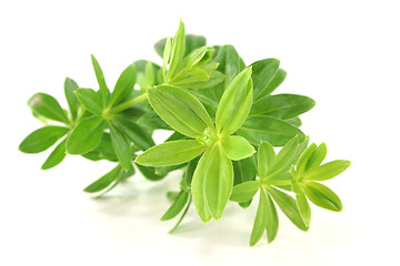 Image showing sweet woodruff