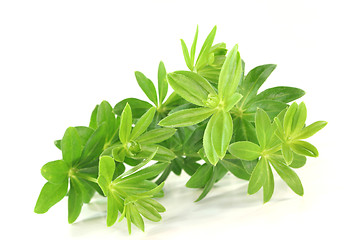 Image showing sweet woodruff