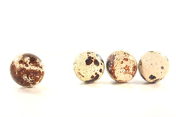 Image showing Quail eggs