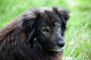 Image showing Portrait of a long-haired dog guard