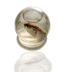 Image showing  Fish in sphere