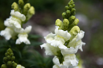 Image showing Snapdragon