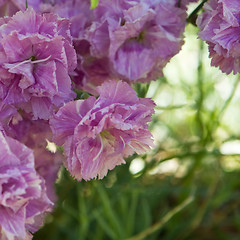 Image showing Pink Carnation