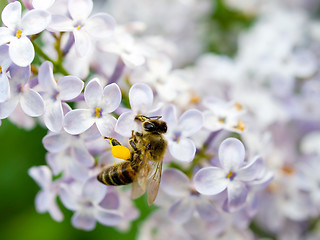 Image showing Bee on lilac flowers.