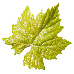 Image showing Vine leaf.