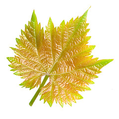 Image showing Vine leaf.