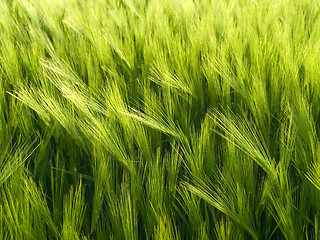 Image showing Green wheat field.