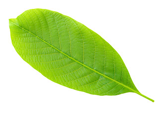 Image showing Nutwood leaf.