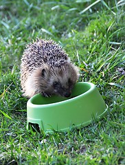 Image showing Hedgehog