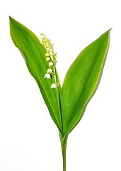 Image showing Lily of the valley