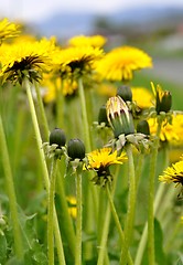 Image showing Dandelion