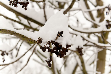 Image showing snow on a branch