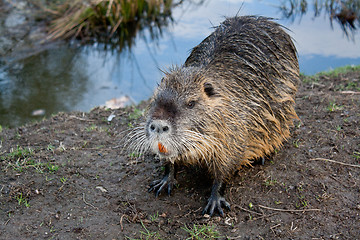 Image showing nutria back from bathing