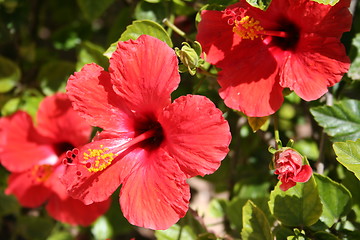 Image showing Beautiful hibiscus