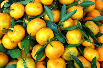 Image showing Orange