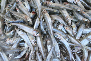 Image showing Boquerones