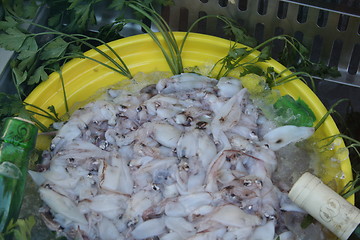 Image showing Squid