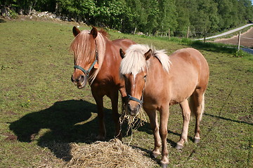 Image showing Two horses in a field