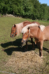 Image showing Two horses grassing