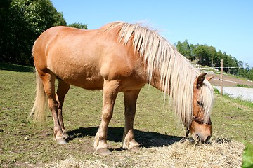 Image showing Horse grassing