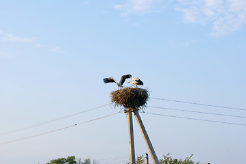 Image showing Three cranes in the nest