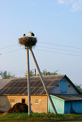 Image showing Couple of cranes in the nest