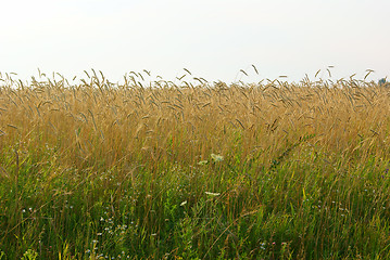 Image showing Wheat summer field