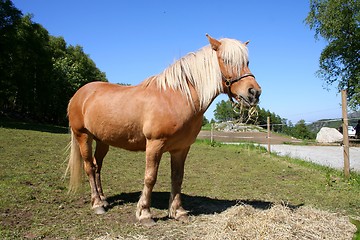 Image showing Horse in a field