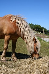 Image showing Horse grassing