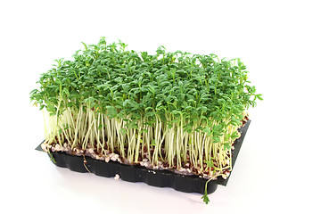 Image showing Cress