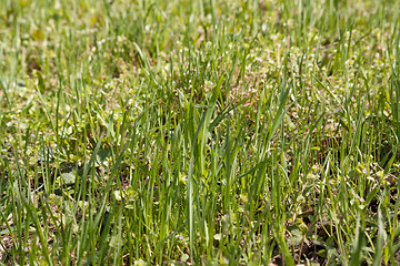 Image showing green grass