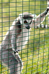 Image showing ring-tailed lemur standing at the bars