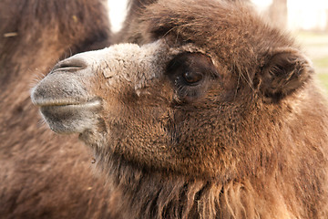 Image showing close-up of a camel