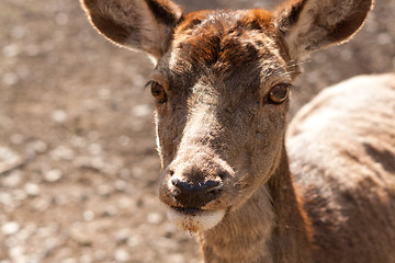 Image showing close-up of a deer