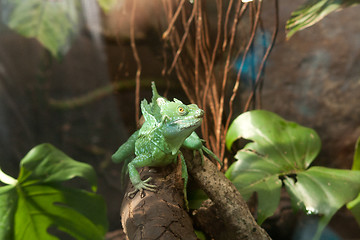 Image showing chameleon