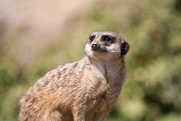 Image showing little meerkat