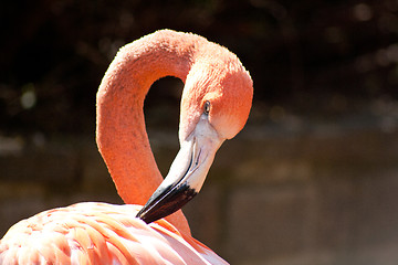 Image showing close-up of a flamingo