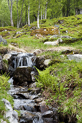 Image showing Sheep by water