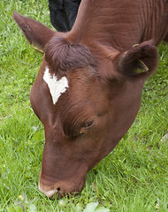 Image showing Bull grazing