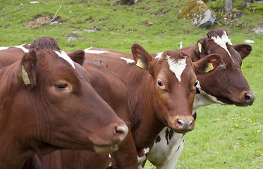 Image showing Bulls