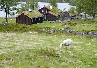 Image showing Sheep grazing