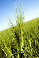 Image showing Green ear of barley 