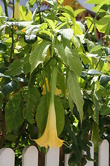 Image showing Trumpet flowers